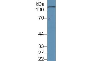 C5A antibody  (AA 678-751)
