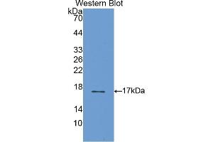 Detection of Recombinant S100A3, Rat using Polyclonal Antibody to S100 Calcium Binding Protein A3 (S100A3) (S100A3 antibody  (AA 1-101))