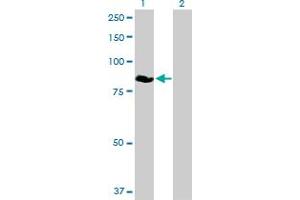 Western Blotting (WB) image for anti-Zinc Finger, BED-Type Containing 1 (ZBED1) (AA 1-694) antibody (ABIN522649)