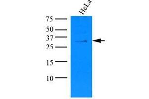 Cell lysates of HeLa (35 ug) were resolved by SDS-PAGE, transferred to nitrocellulose membrane and probed with anti-human KCTD15 (1:1000). (KCTD15 antibody)