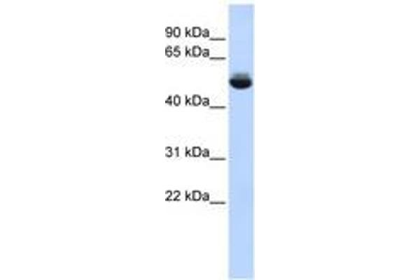 TRAM1L1 antibody  (AA 252-301)