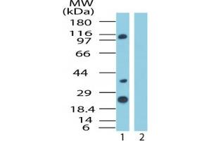 Image no. 1 for anti-Importin 8 (IPO8) (AA 850-900) antibody (ABIN207675) (Importin 8 antibody  (AA 850-900))