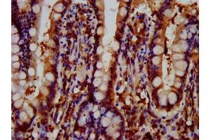 IHC image of ABIN7165031 diluted at 1:600 and staining in paraffin-embedded human small intestine tissue performed on a Leica BondTM system.