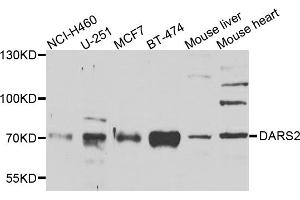 Western blot analysis of extracts of various cell lines, using DARS2 antibody (ABIN5975194) at 1/1000 dilution. (DARS2 antibody)