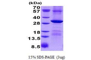 Image no. 1 for Processing of Precursor 4, Ribonuclease P/MRP Subunit (POP4) protein (His tag) (ABIN1098799) (RPP29 Protein (His tag))