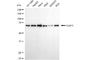 anti-Far Upstream Element (FUSE) Binding Protein 1 (FUBP1) antibody