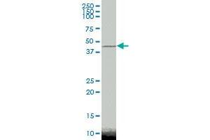 CTBP2 MaxPab polyclonal antibody. (CTBP2 antibody  (AA 1-513))