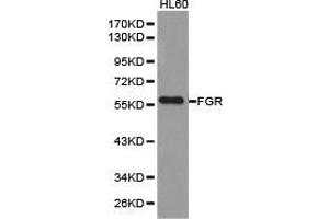 Western Blotting (WB) image for anti-Gardner-Rasheed Feline Sarcoma Viral (V-Fgr) Oncogene Homolog (FGR) antibody (ABIN1872692) (Fgr antibody)