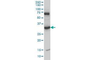 Western Blotting (WB) image for anti-N-Methylpurine-DNA Glycosylase (MPG) (AA 1-90) antibody (ABIN598819) (MPG antibody  (AA 1-90))