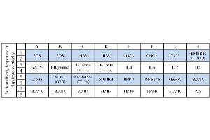 Image no. 1 for Rat Cytokine Array C1 (ABIN625675) (Rat Cytokine Array C1)