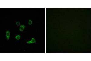 Peptide - +Immunofluorescence analysis of HuvEc cells, using ATG4C antibody. (ATG4C antibody  (Internal Region))