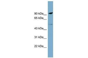 MARCO antibody used at 1 ug/ml to detect target protein. (MARCO antibody  (N-Term))