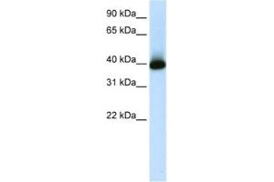 Western Blotting (WB) image for anti-GS Homeobox 2 (GSX2) antibody (ABIN2461983) (GSX2 antibody)