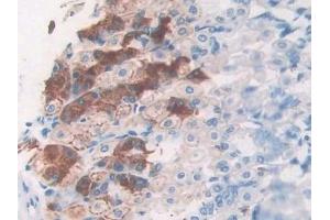 Detection of MIP3a in Mouse Stomach Tissue using Polyclonal Antibody to Macrophage Inflammatory Protein 3 Alpha (MIP3a) (CCL20 antibody  (AA 24-97))