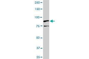 NTRK2 MaxPab rabbit polyclonal antibody. (TRKB antibody  (AA 1-477))