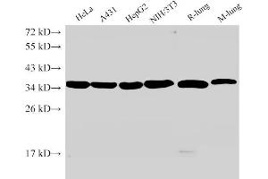 Western Blot analysis of 1)Hela, 2)A431, 3)HepG2, 4)NIH/3T3, 5)Rat lung, 6)Mouse lung using ANXA5 Ployclonal Antibody at dilution of 1:2000. (Annexin V antibody)