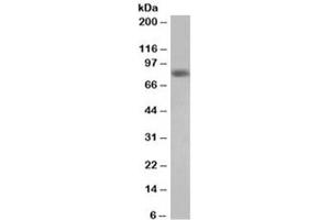 Western blot testing of HeLa lysate with HEC1 antibody at 0.