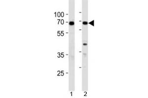 Western Blotting (WB) image for anti-X-Ray Repair Complementing Defective Repair in Chinese Hamster Cells 6 (XRCC6) (AA 228-254) antibody (ABIN3029656)