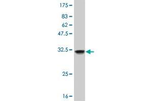 Western Blot detection against Immunogen (34. (OLIG1 antibody  (AA 80-159))