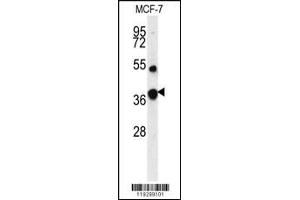 Western blot analysis of FBP1 Antibody in MCF-7 cell line lysates (35ug/lane) (FBP1 antibody  (AA 125-156))