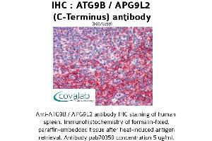 Image no. 2 for anti-Autophagy Related 9B (ATG9B) (C-Term) antibody (ABIN1732024) (ATG9B antibody  (C-Term))