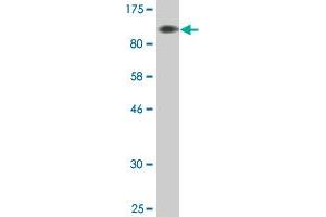 Western Blot detection against Immunogen (88. (BAG3 antibody  (AA 1-575))