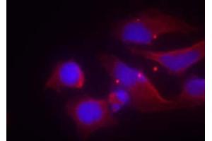 Immunofluorescence staining of methanol-fixed HeLa cells using NMDAR2B (phospho-Tyr1474) antibody (E011168, Red) (GRIN2B antibody  (pTyr1474))