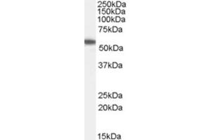Image no. 1 for anti-Fas Associated Factor Family Member 2 (FAF2) (C-Term) antibody (ABIN374347) (FAF2 antibody  (C-Term))