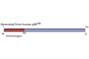 Image no. 3 for anti-Ribosomal Protein S6 Kinase, 90kDa, Polypeptide 1 (RPS6KA1) (AA 1-184) antibody (ABIN967838) (RPS6KA1 antibody  (AA 1-184))