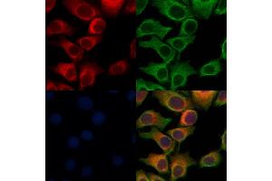 ABIN6264567 and ABIN6276965 staining Hela cells by IF/ICC.