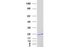 Validation with Western Blot (Surfactant Protein C Protein (SFTPC) (Myc-DYKDDDDK Tag))