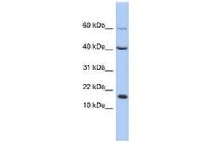 Image no. 1 for anti-Atonal Homolog 7 (ATOH7) (C-Term) antibody (ABIN6742655) (ATOH7 antibody  (C-Term))