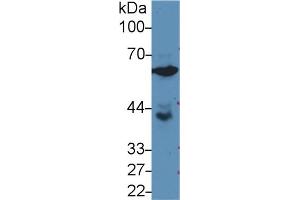 Western Blot; Sample: Human PC3 cell lysate; Primary Ab: 3µg/ml Rabbit Anti-Rat GPI Antibody Second Ab: 0. (GPI antibody  (AA 335-558))