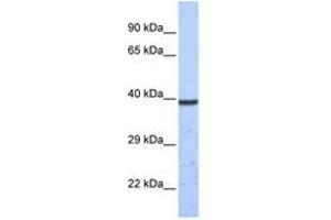 Image no. 1 for anti-Potassium Channel Subfamily K Member 1 (KCNK1) (C-Term) antibody (ABIN6742543)