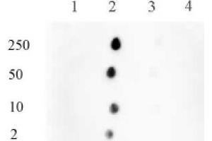 Histone H3 monomethyl Lys122 pAb tested by dot blot analysis. (Histone 3 antibody  (H3K122me1))