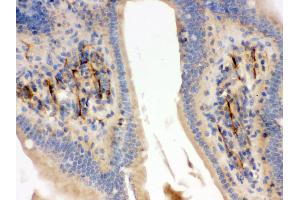 Immunohistochemistry (Paraffin-embedded Sections) (IHC (p)) image for anti-Flotillin 2 (FLOT2) (AA 169-344) antibody (ABIN3042393) (Flotillin 2 antibody  (AA 169-344))