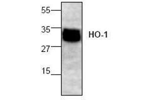 Image no. 1 for anti-Heme Oxygenase (Decycling) 1 (HMOX1) (N-Term) antibody (ABIN155124) (HMOX1 antibody  (N-Term))