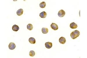 Immunohistochemistry (IHC) image for anti-RAPTOR (RAPTOR) (Middle Region) antibody (ABIN1031053) (RAPTOR antibody  (Middle Region))
