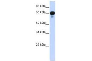Image no. 1 for anti-Protein Phosphatase 1J (PPM1J) (AA 71-120) antibody (ABIN6743258) (PPM1J antibody  (AA 71-120))