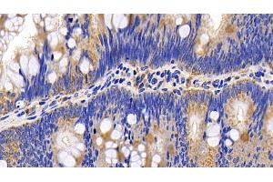 Cytochrome C antibody  (AA 13-99)