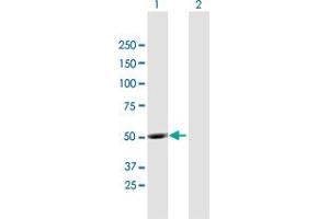Western Blot analysis of UBQLNL expression in transfected 293T cell line by UBQLNL MaxPab polyclonal antibody. (UBQLNL antibody  (AA 1-475))