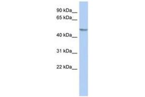 Image no. 1 for anti-GRINL1A Complex Locus (GCOM1) (AA 215-264) antibody (ABIN6743597) (GCOM1 antibody  (AA 215-264))