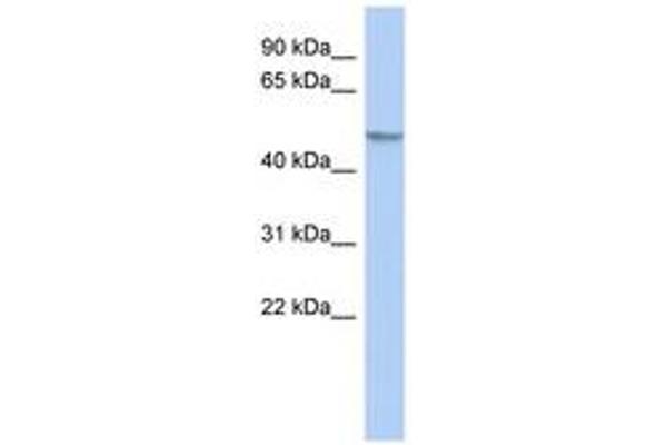 GCOM1 antibody  (AA 215-264)