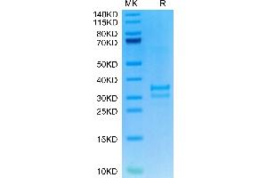 TNFSF15 Protein (AA 61-252) (His-Avi Tag)