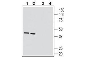 Western blot analysis of rat brain lysate (lanes 1 and 3) and mouse brain lysate (lanes 2 and 4):1, 2.