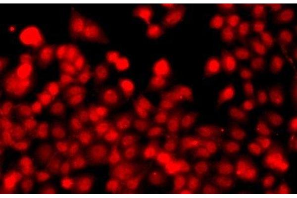 THAP1 antibody