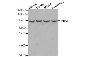 Western blot analysis of extracts of various cell lines, using IKBKE antibody. (IKKi/IKKe antibody  (AA 495-716))
