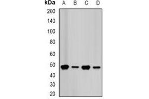 Western blot analysis of FDPS expression in HepG2 (A), Hela (B), MCF7 (C), mouse liver (D) whole cell lysates. (FDPS antibody)