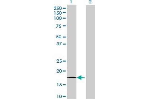 Riboflavin Kinase antibody  (AA 1-162)