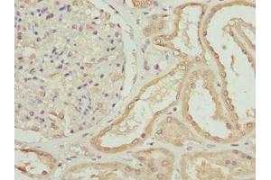 Immunohistochemistry of paraffin-embedded human kidney tissue using ABIN7176187 at dilution of 1:100 (ZNF24 antibody  (AA 169-368))